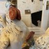 capodimonte-chickens-large-figure-385034523598-2